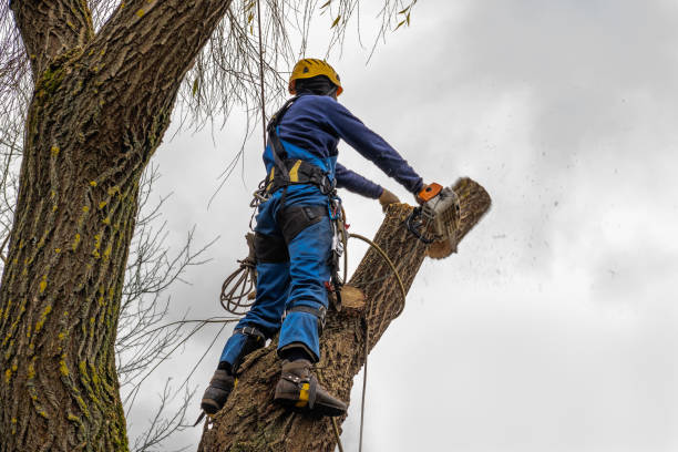 Best Leaf Removal  in Manasquan, NJ
