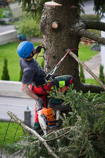 Best Grass Overseeding  in Manasquan, NJ