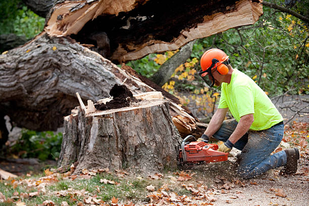 Best Lawn Grading and Leveling  in Manasquan, NJ