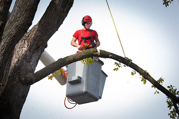 Best Tree Preservation Services  in Manasquan, NJ