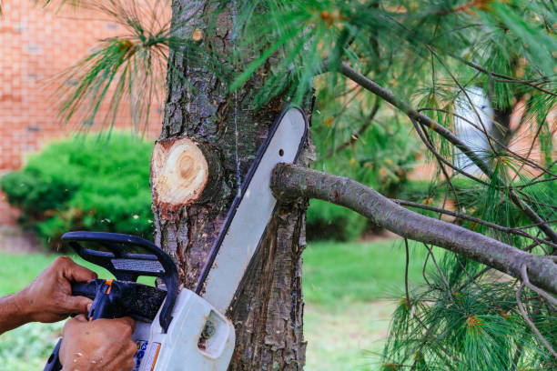 Best Firewood Processing and Delivery  in Manasquan, NJ