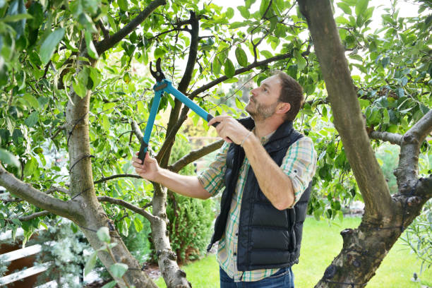 Best Root Management and Removal  in Manasquan, NJ